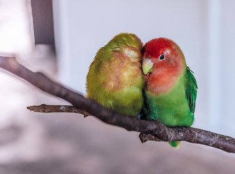 Pet Birds